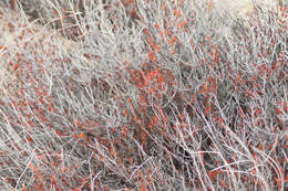 Image of Eastern Mojave buckwheat