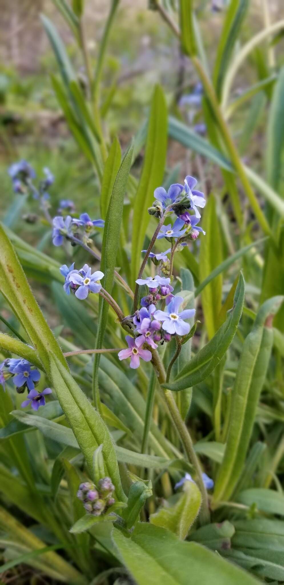 Image de hackélia bleu