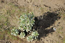 Image of Grindelia covasii A. Bartoli & R. D. Tortosa