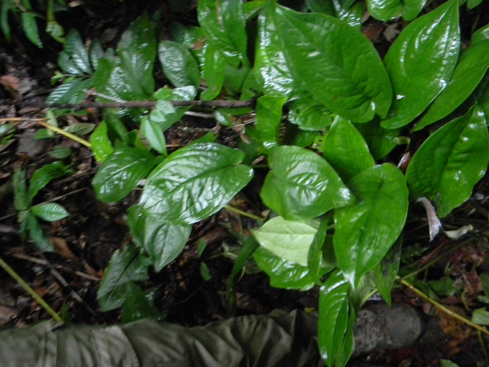 Image of Stylochaeton zenkeri Engl.