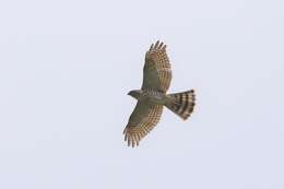 Image of Japanese Sparrowhawk