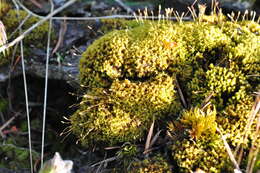 Image of dicranoweisia moss