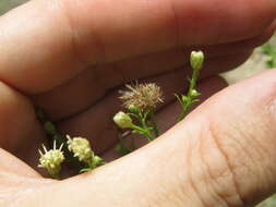 Image of Baccharis ulicina Hook. & Arn.