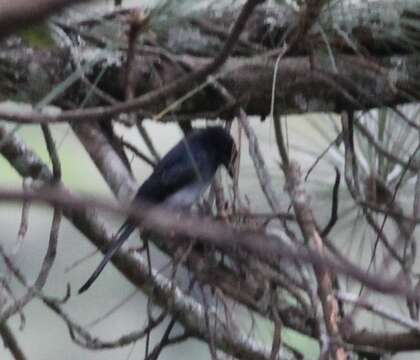 Image of White-bellied Drongo