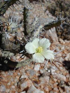 Image of Monsonia crassicaulis (S. E. A. Rehm) F. Albers