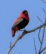 Image of Northern Red Bishop