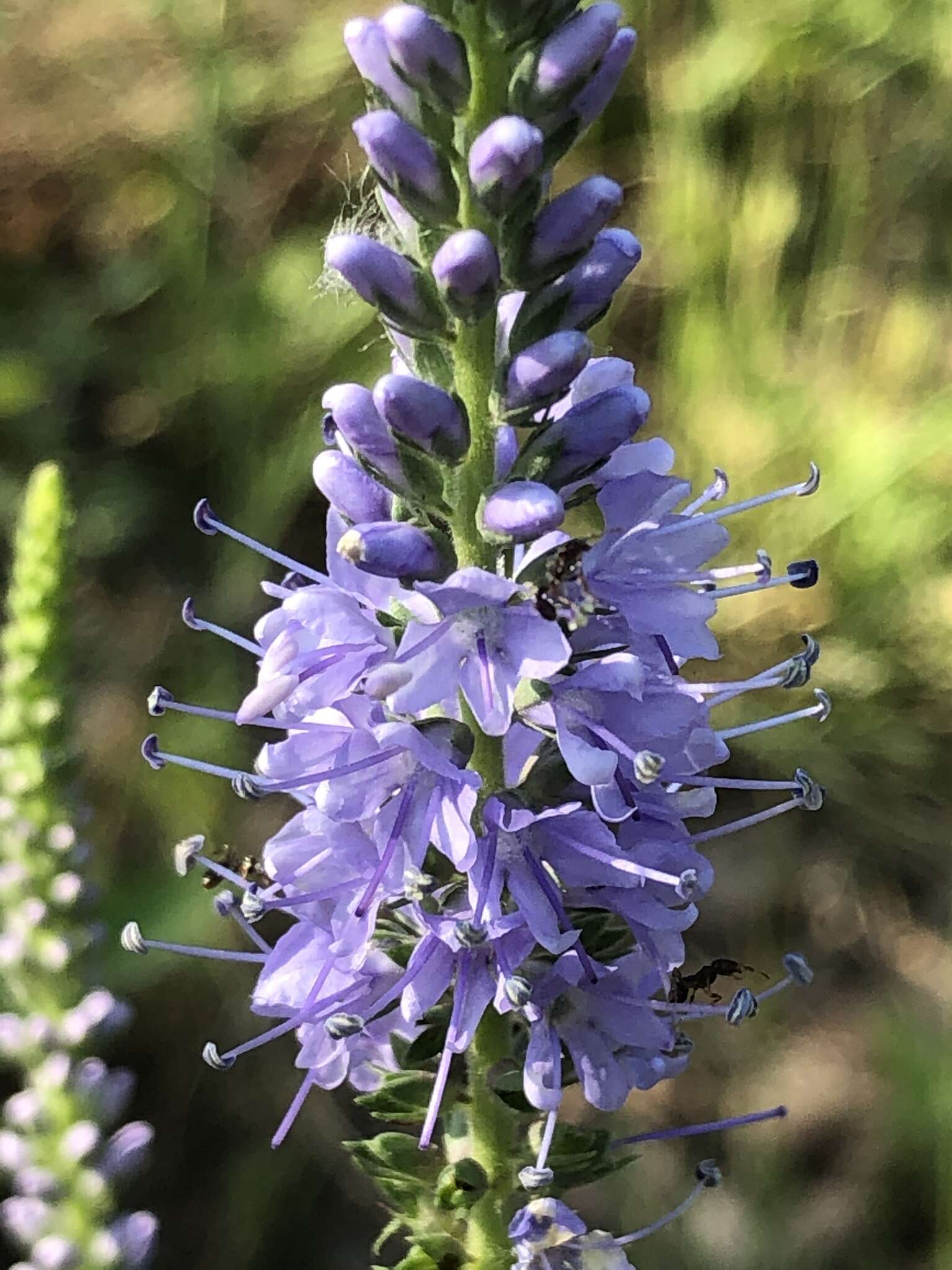 Image of heartleaf speedwell