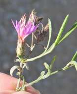 Image of Centaurea aristata Hoffmgg. & Link