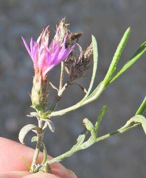 Image of Centaurea aristata Hoffmgg. & Link