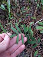 Tephrosia florida (F. Dietr.) C. E. Wood resmi