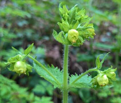 Image de Scrophularia vernalis subsp. vernalis