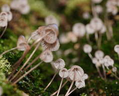 Image of Mycena subgalericulata Cleland 1931