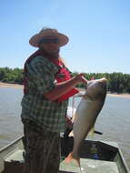 Image of silver carp