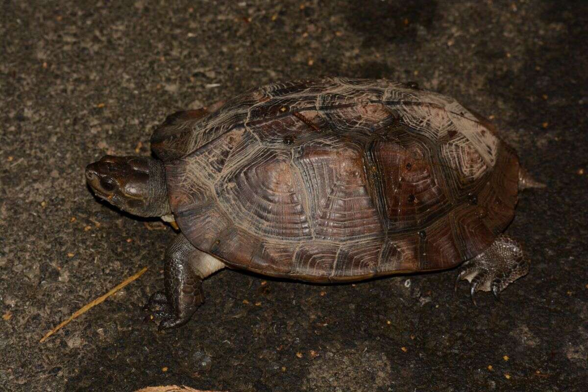 Image of Indian black turtle