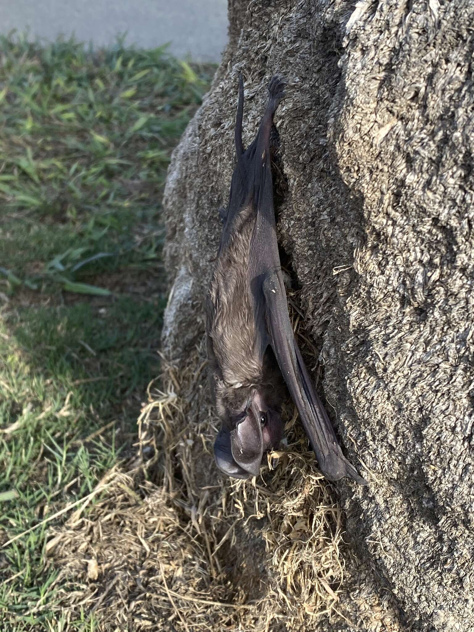 Image of Greater Bonneted Bat