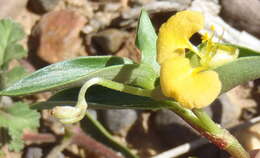 Image of Commelina africana subsp. africana