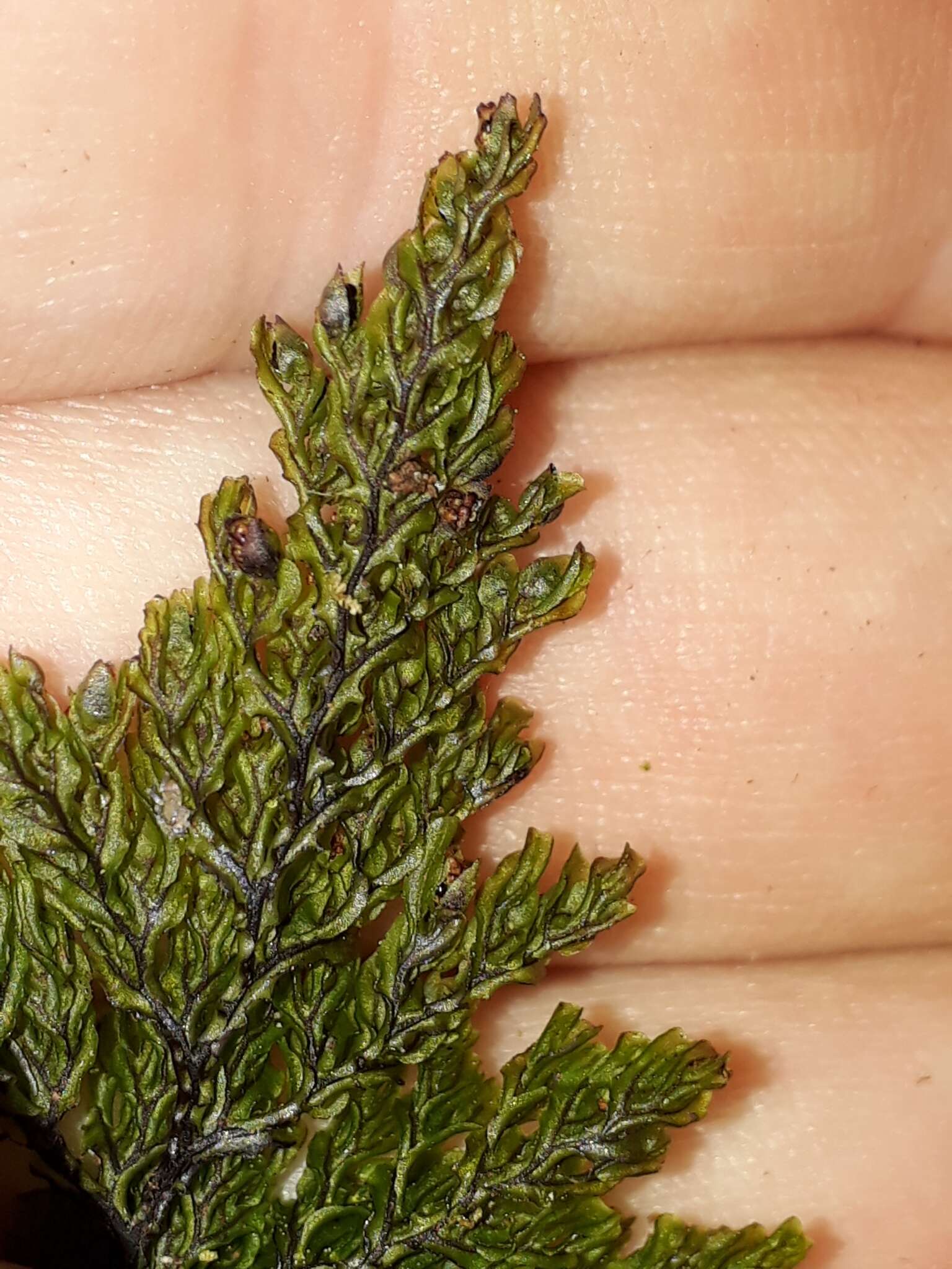 Image de Hymenophyllum villosum Col.