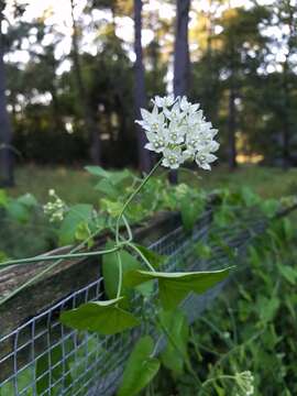 Imagem de Funastrum cynanchoides (Decne.) Schltr.