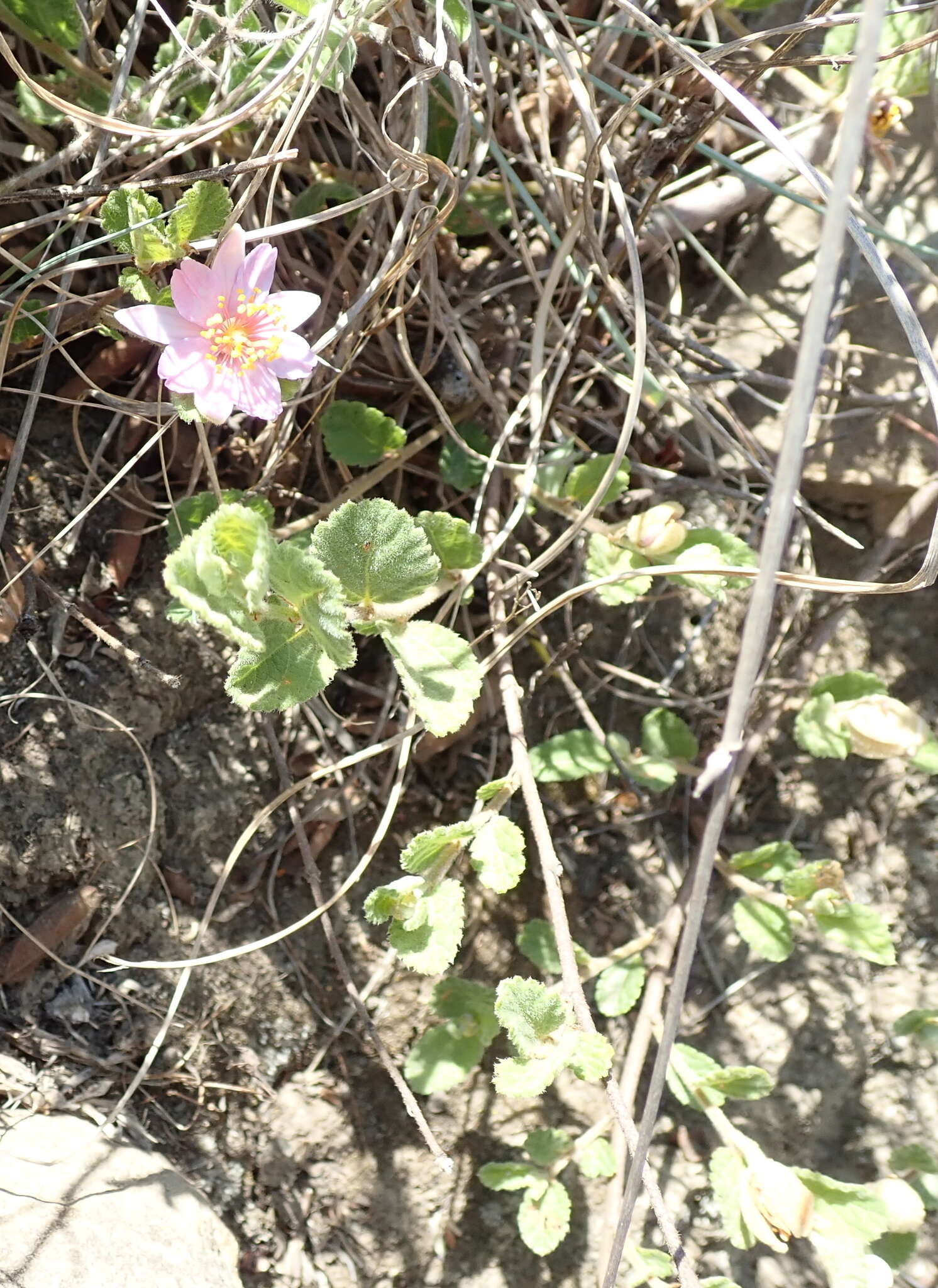 Image de Grewia hispida Harv.