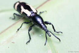 Image of Cacopsalis rudis Sharp 1895