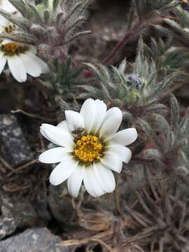 Sivun Oriastrum apiculatum (J. Rémy) A. M. R. Davies kuva