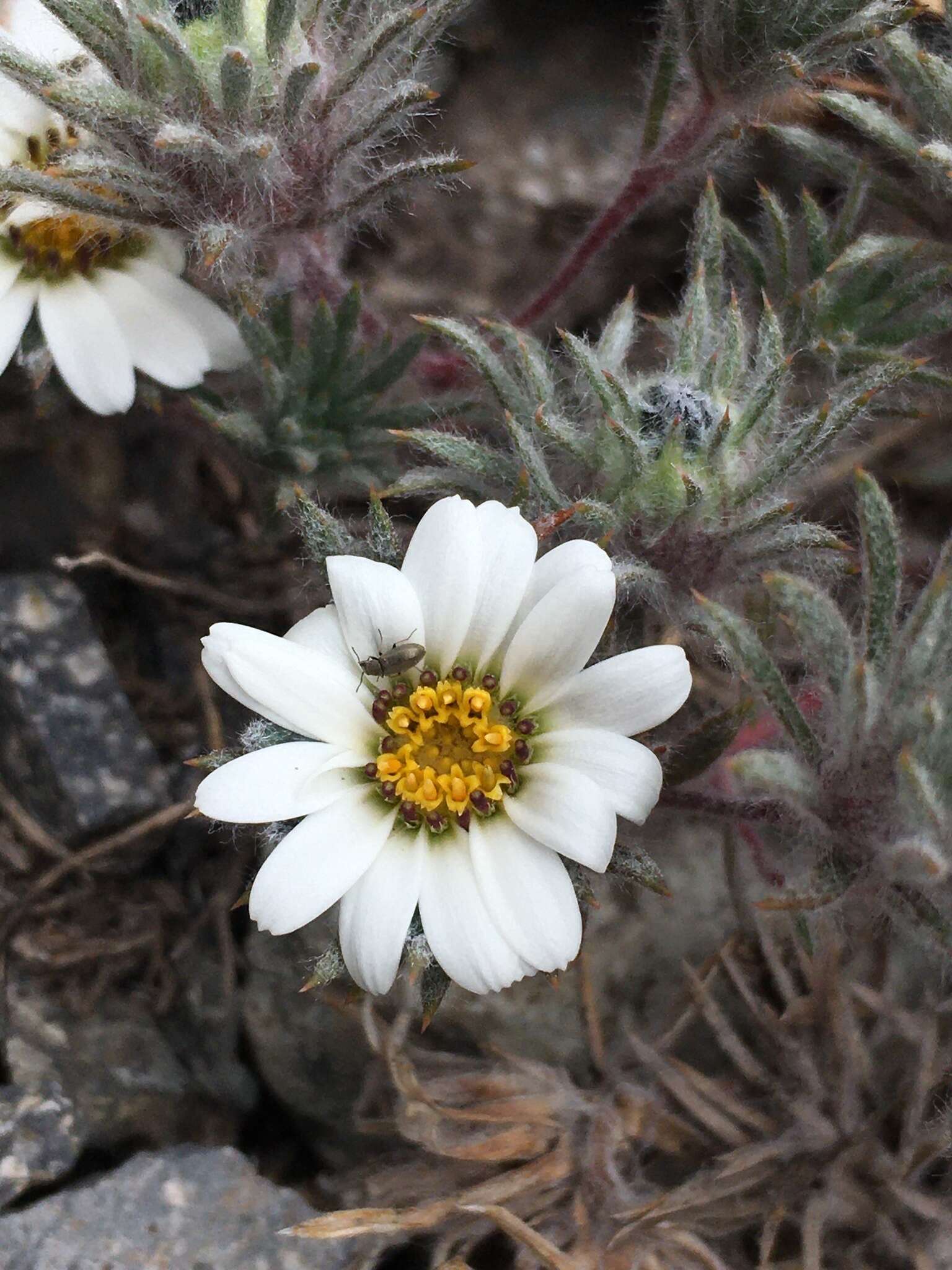 Imagem de Oriastrum apiculatum (J. Rémy) A. M. R. Davies