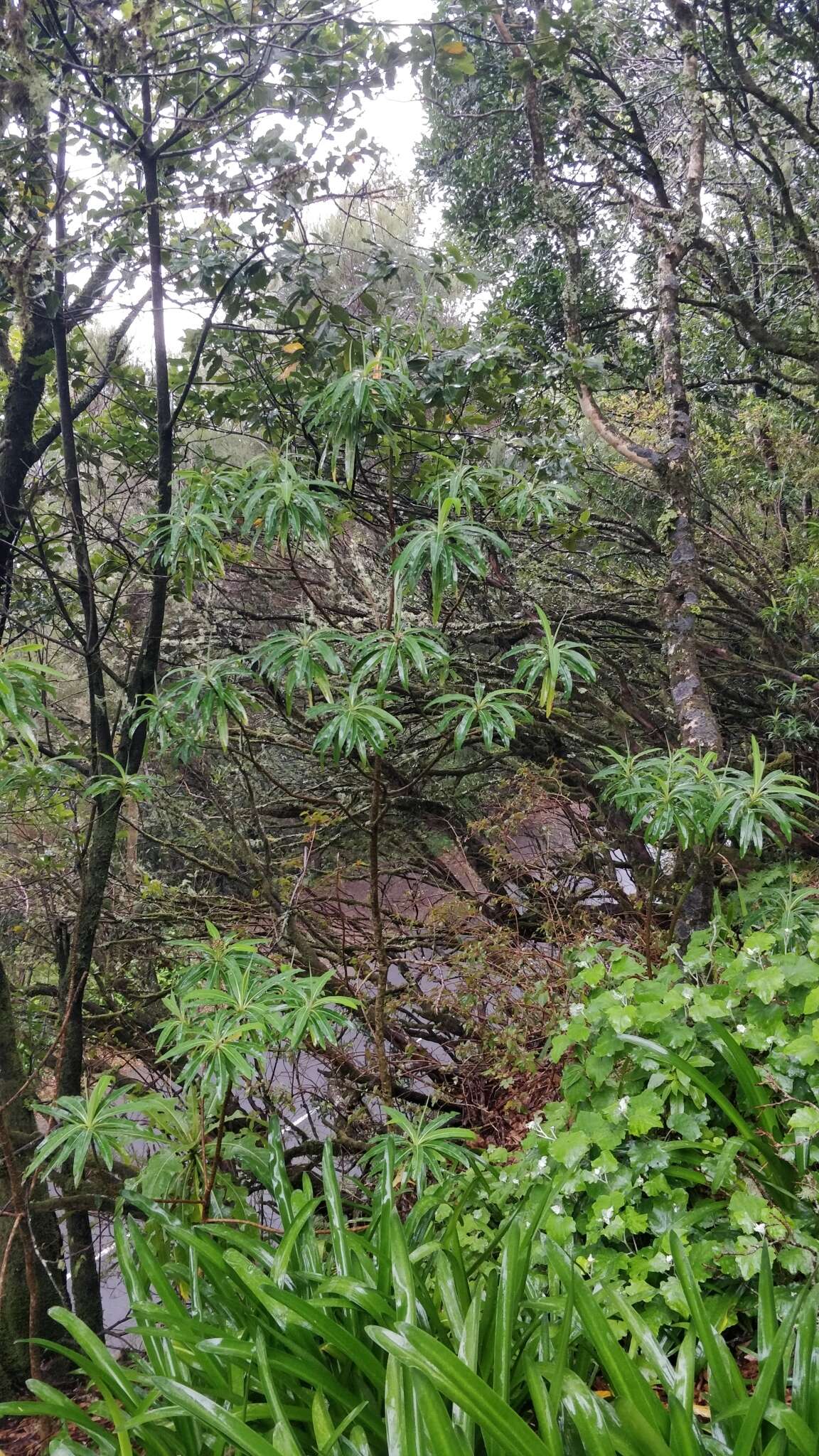 Image of Canary Spurge