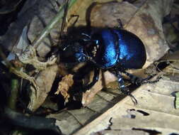 Image of Enoplotrupes