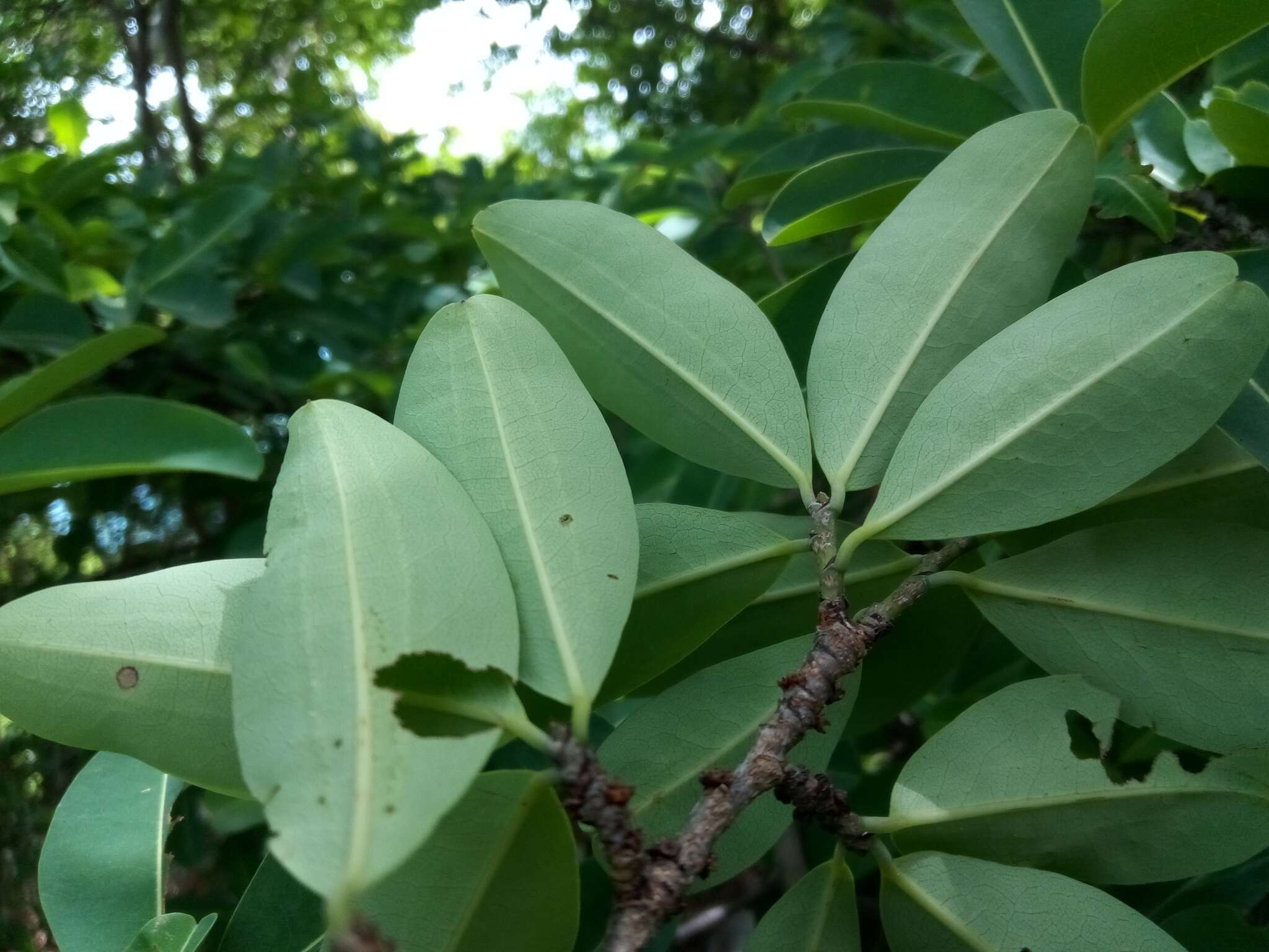 Image de Erythroxylum areolatum L.