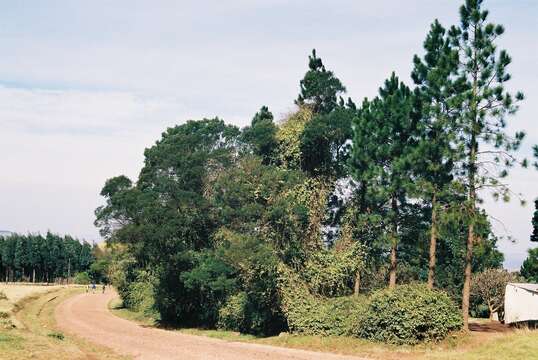 Image of Barbados shrub