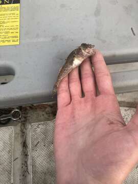 Image of Comb sculpin