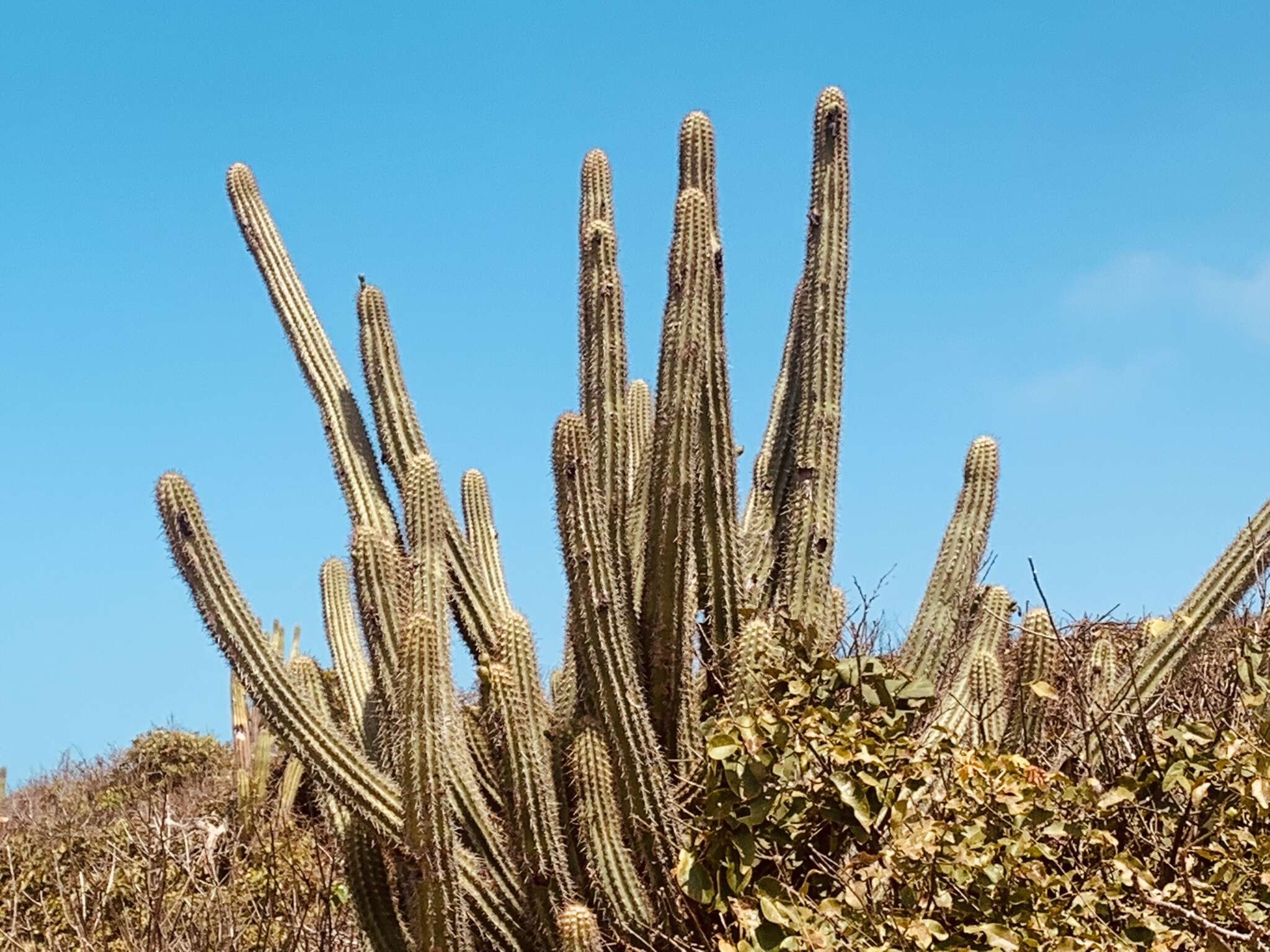 Imagem de Pilosocereus catingicola subsp. salvadorensis (Werderm.) Zappi