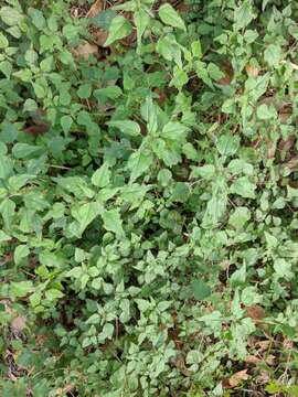 Image of Florida pellitory