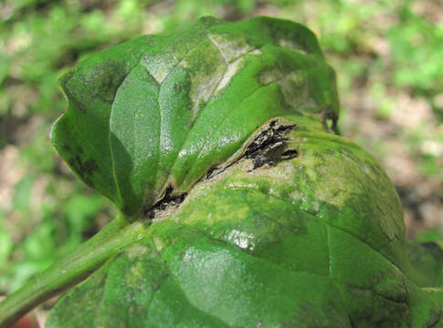 Image of Melanustilospora ari (Cooke) Denchev 2003