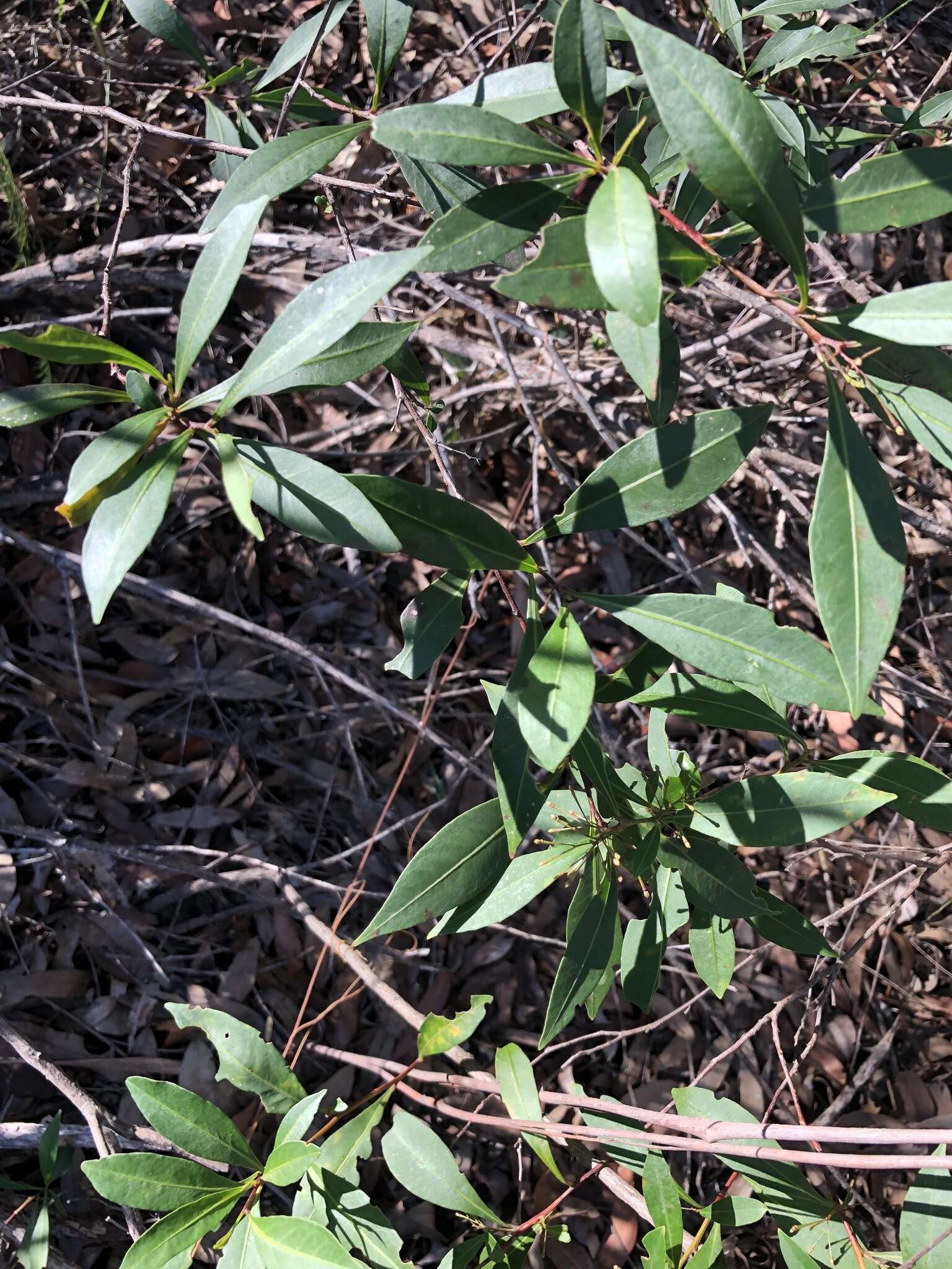 Image of Dodonaea triquetra Wendl.