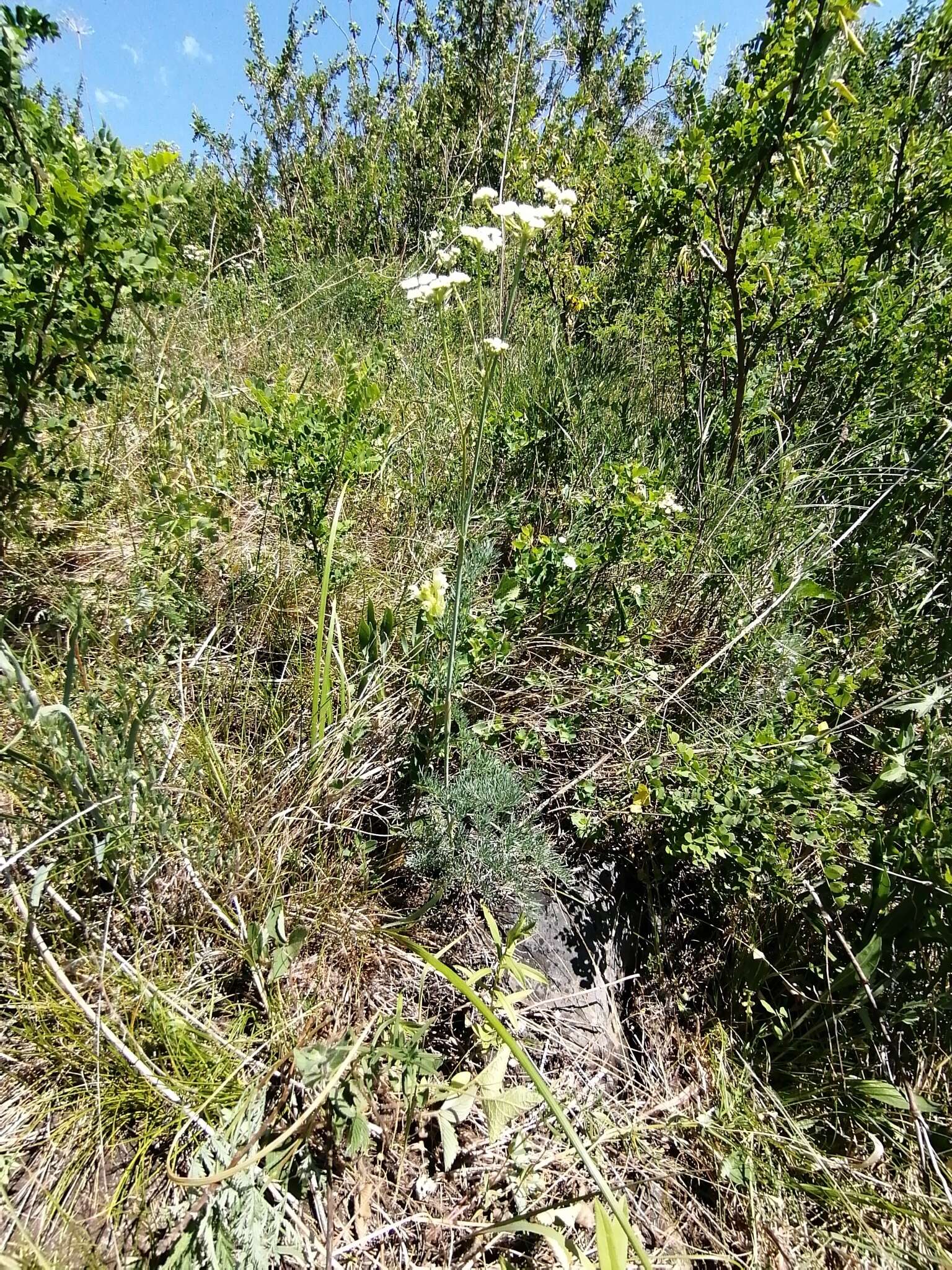 Imagem de Hippomarathrum ledebourii (G. Don fil.)