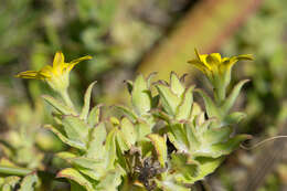 Image of Osteospermum ilicifolium L.