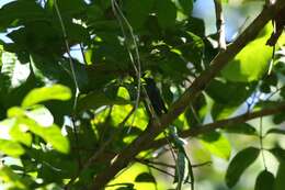 Image of Green Mango