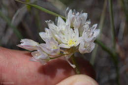 Image of Purdy's fringed onion