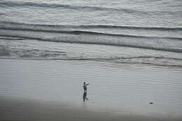 Image of Yellow-eyed Penguins