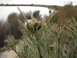 Image of Leucadendron meyerianum H. Buek ex Meissn.