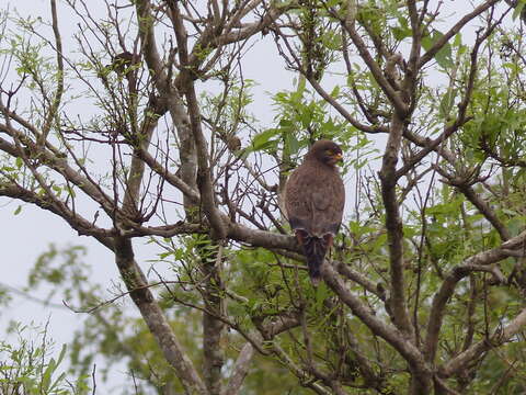 Image of Grasshopper Buzzard