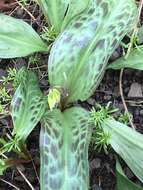 Imagem de Erythronium oregonum Applegate