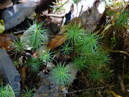 Image of Dawsonia superba Greville 1847