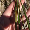 Image of Bunch Cord Grass