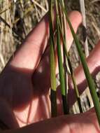 Image of Bunch Cord Grass