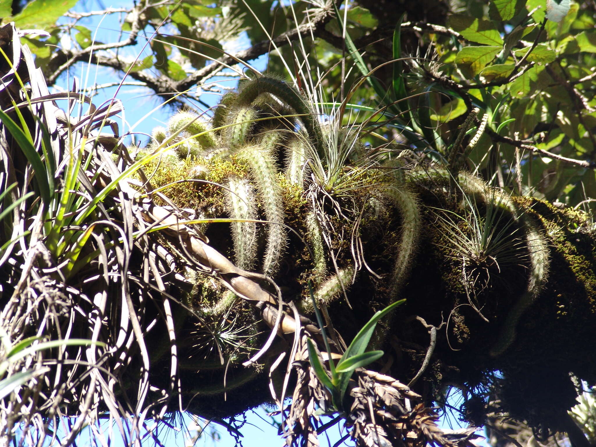 Imagem de Disocactus martianus (Zucc.) Barthlott