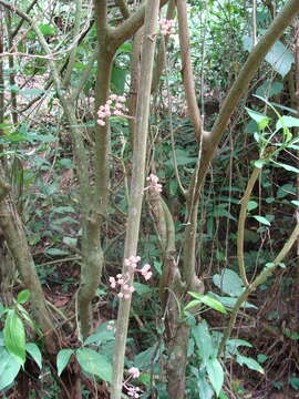 Image of Urera elata (Sw.) Griseb.