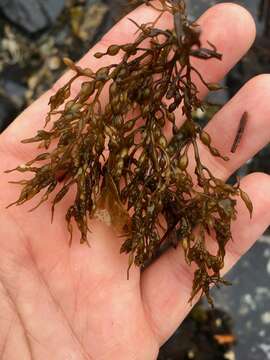 Image of Stephanocystis geminata