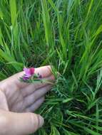 Image of subterranean vetch